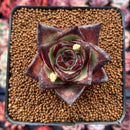 Echeveria Agavoides 'Ebony' Superclone 2" Succulent Plant
