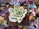 Echeveria 'Japan Moon River' Variegated 3" Succulent Plant