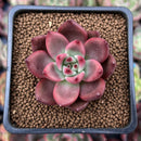 Echeveria Agavoides 'Hongro' 2" Succulent Plant