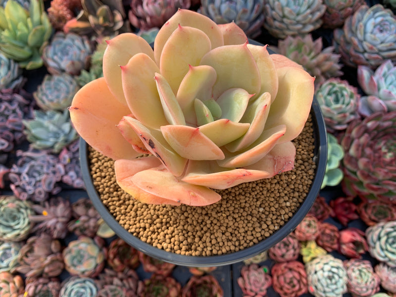 big succulent tree Echeveria 'Lemon Tree' 5" Large Succulent Plant – True Succulents Plant Co