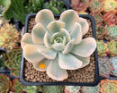 Echeveria Runyonii Variegated (Aka Echeveria 'Akaihosi' Variegated) 2" Succulent Plant