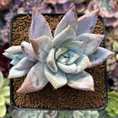 Echeveria 'Mexican Giant' 2"-3" Powdery Succulent Plant