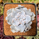 Echeveria 'Crispate Beauty' 2"-3" Powdery Succulent Plant