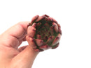 Echeveria Agavoides 'Frank Reinelt' 2" Rare Succulent Plant