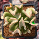 Echeveria 'Black Hawk' 2" Succulent Plant