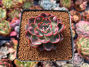 Echeveria 'Monica Drop' 2"-3" Succulent Plant