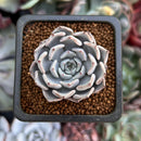 Echeveria 'Gray Rosa' 1" Succulent Plant