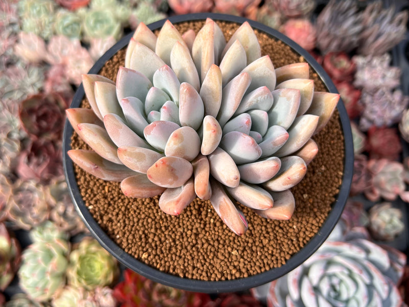 Graptoveria 'Opalina' Cluster 4