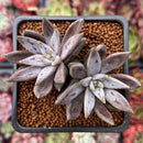 Echeveria 'Unguiculata' 2" Cluster Succulent Plant
