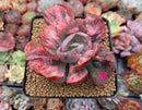 Echeveria 'Beyonce' Variegated 3"-4" Succulent Plant