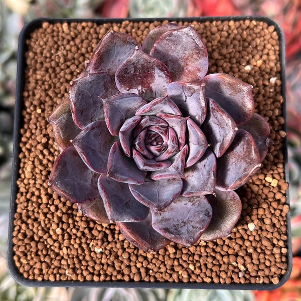 Echeveria 'Velvet Roy' 2"-3" (Seed Grown) New Hybrid Succulent Plant
