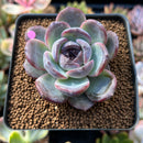 Echeveria 'Dark Opal' 2" Succulent Plant