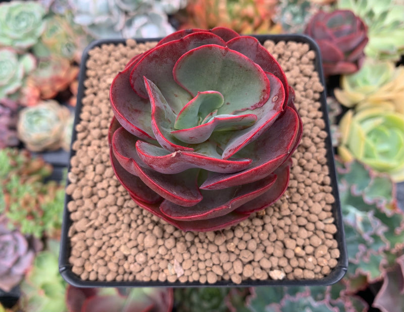 suyon succulent Echeveria 'Suyon' 2"-3" Succulent Plant – True Succulents Plant Co