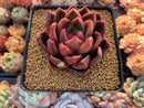 Echeveria Agavoides 'Abaresque' 3" Succulent Plant