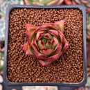 Echeveria Agavoides 'Lip Stick' 1" Succulent Plant