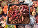 Echeveria 'Rosa Pink' 2" Cluster Succulent Plant