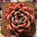 Echeveria Agavoides 'Pink Bonnie' 2" Succulent Plant