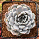 Echeveria 'Snow Bunny' 3" Powdery Succulent Plant