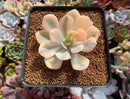 Echeveria Runyonii Variegated (Aka Echeveria 'Akaihosi' Variegated) 3" Succulent Plant