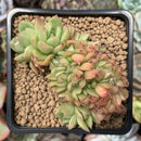 Echeveria Agavoides 'Red Gilva' Crested 2" Succulent Plant