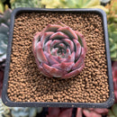 Echeveria 'Keralean' 1" Succulent Plant