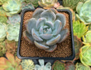Echeveria 'Japanese Seongyoung' 2" Succulent Plant