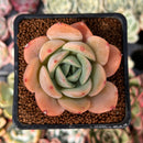 Echeveria 'Lemon Tree' 2" Succulent Plant