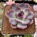 Echeveria 'Dark Chocolate' 2"-3" Succulent Plant