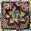Echeveria Agavoides 'Jelly Cassiopeia' 2" Succulent Plant
