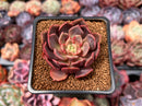 Echeveria 'Vasilisa' 2" Succulent Plant