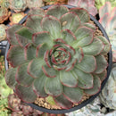 Echeveria Agavoides 'Chris Boney' Variegated Large Specimen 6" Succulent Plant