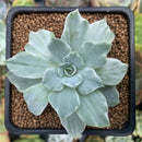 Echeveria 'Silver Queen' Variegated 2" Succulent Plant