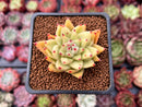 Echeveria Agavoides 'Gold Maria' 2" Succulent Plant