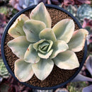 Echeveria 'Japan Moon River' Variegated 3" Succulent Plant
