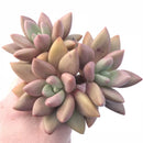 Graptoveria Donna Cluster 4”-5” Rare Succulent Plant