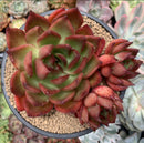 Echeveria Agavoides 'Rubra' 5" Succulent Plant