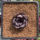 Echeveria 'Black Raccoon' New Hybrid 1" Succulent Plant
