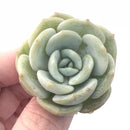 Echeveria ‘Snow Shower’ 1”-2” Small Seedling Rare Succulent Plant