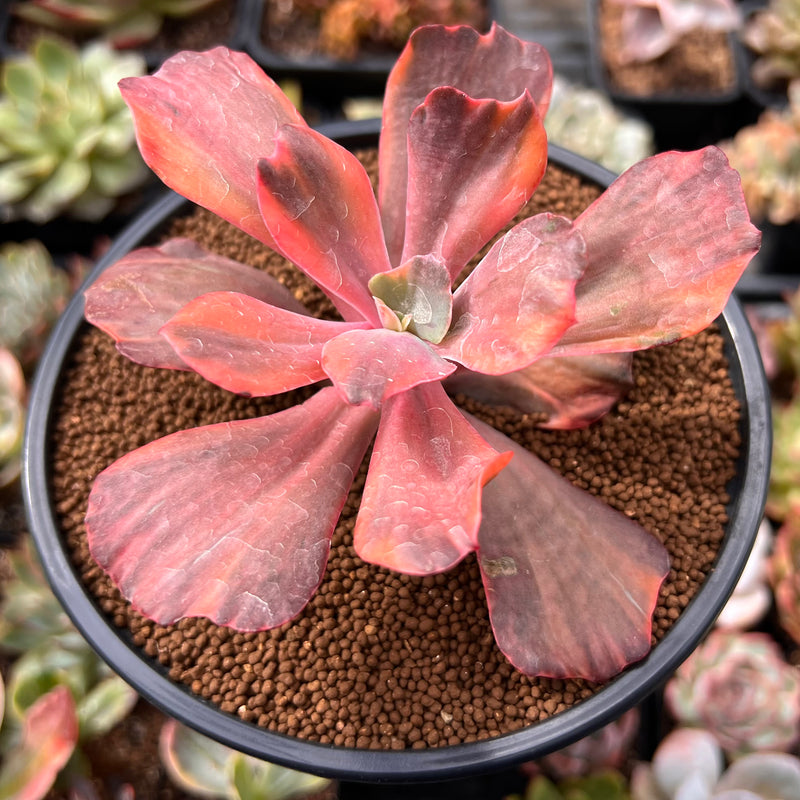 specimen succulents Echeveria 'Red Pheonix' Variegated 4" Specimen Succulent Plant – True Succulents Plant Co