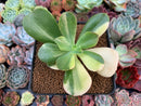 Echeveria 'Jyulia' Variegated 3" Succulent Plant