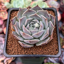 Echeveria 'Colina' 2" Succulent Plant