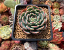 Echeveria 'Luma' 3" Succulent Plant