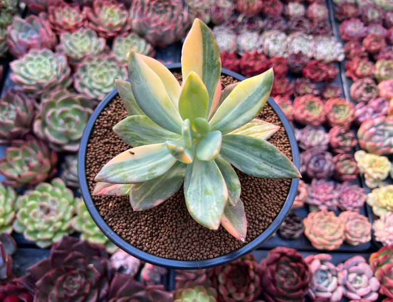 cypress succulent Pachyveria 'Cypress' Variegated 4" Succulent Plant – True Succulents Plant  Co