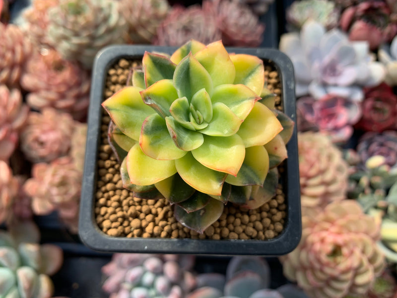 ebay succulent pots Echeveria 'Bob jolly' Variegated 2" Succulent Plant – True Succulents Plant Co
