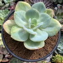 Echeveria 'Hakuhou' Variegated 5" Succulent Plant