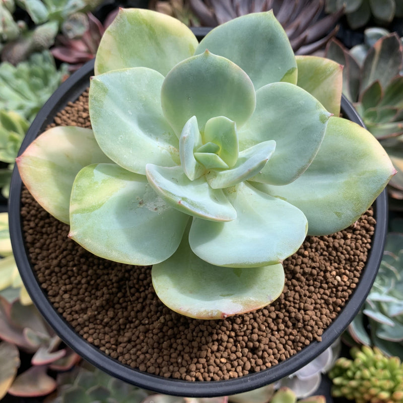 yulu succulent Echeveria 'Hakuhou' Variegated 5