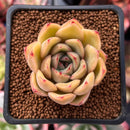 Echeveria 'Shirring' 2" Succulent Plant