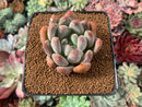 Echeveria 'Zenith' 2"-3” Succulent Plant