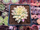Echeveria 'Mebina' Variegated 2" Succulent Plant