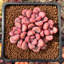 Echeveria 'Polari Heart' 2" Cluster New Hybrid Succulent Plant